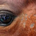 schimmel bij paarden