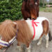 gewicht paard