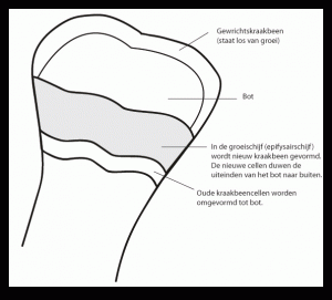 groeischijven paard