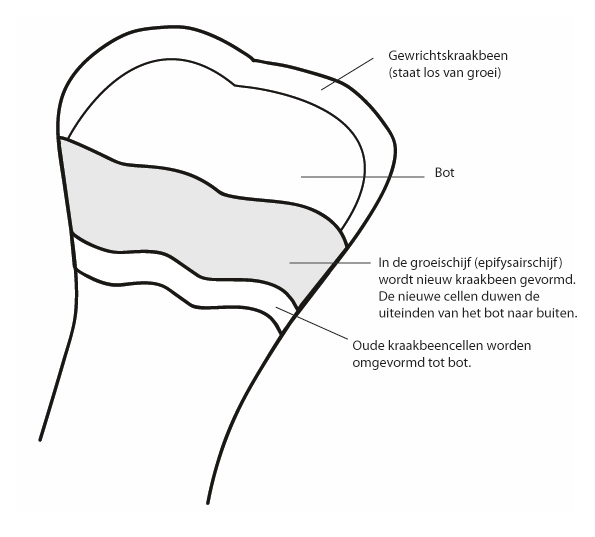 groeischijven paard