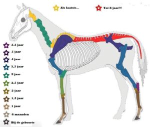 groeischijven paard