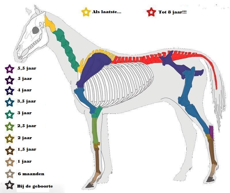 Groeischijven paard