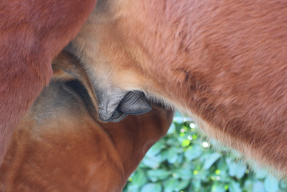 Piemel en koker paard schoonmaken