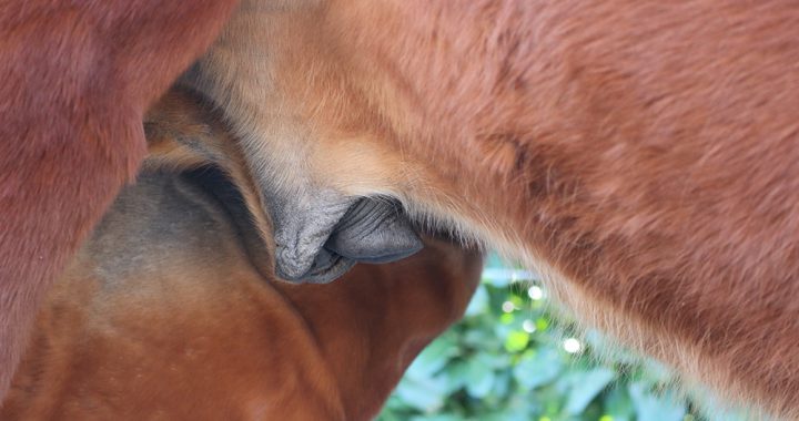 Piemel en koker paard schoonmaken