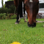 left Brain extrovert paardenbloem paard reading jong paard