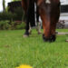 paardenbloem paard