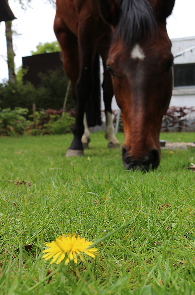 left Brain extrovert paardenbloem paard