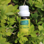tea tree olie paard