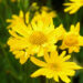 valkruid arnica