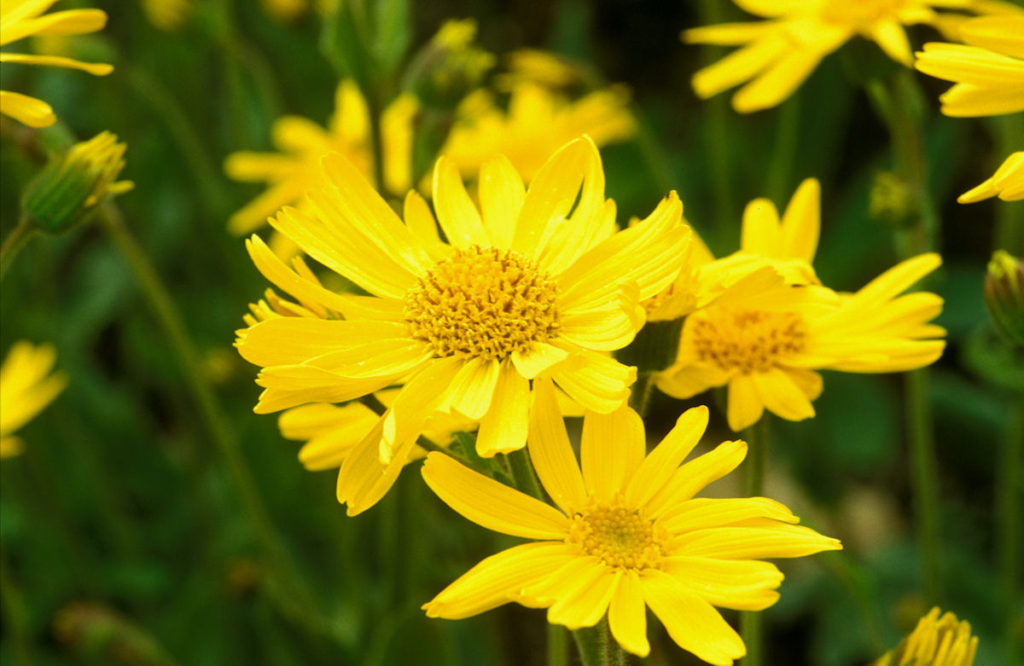 Paarden en homeopathie; Arnica valkruid