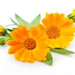 goudsbloem calendula voor paarden