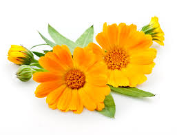 goudsbloem calendula