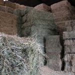hooi onderdompelen hooi voor paarden