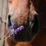 lavendel paard