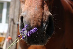 lavendel paard