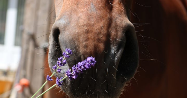 Aromatherapie paard; lavendel