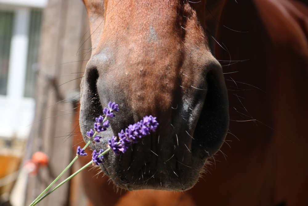 Paarden en aromatherapie; lavendel