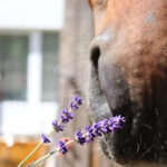 lavendel voor paarden