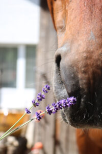 paard met lavendel