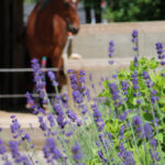 lavendel en paarden