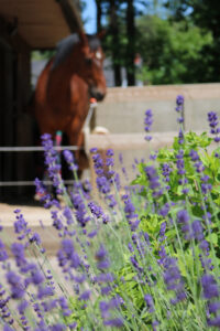 lavendel en paarden