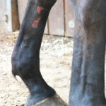 wond paard goudsbloem calendula voor paarden