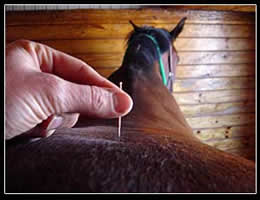 Dry needling voor paarden