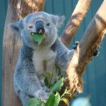 koala met eucalyptus voor paarden