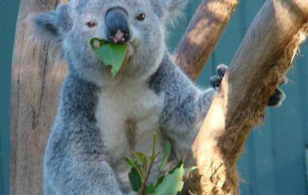 Aromatherapie paard; eucalyptus