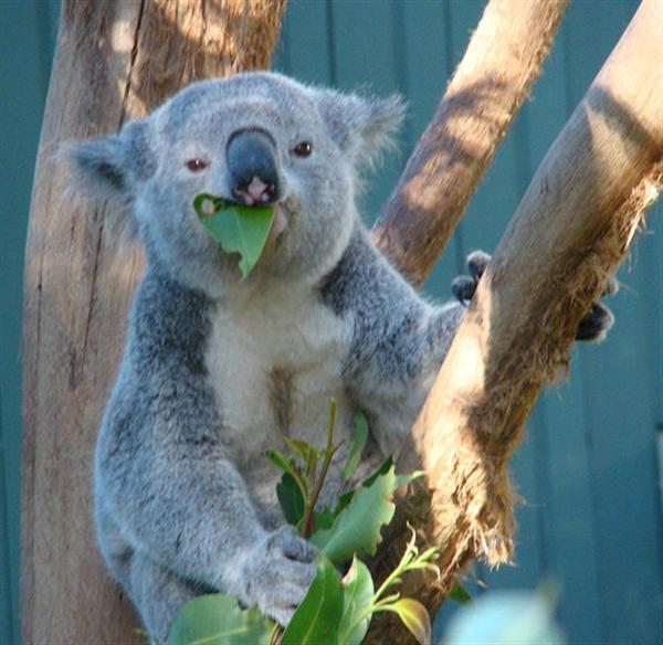 koala met eucalyptus