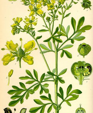 Homeopathie paard; Ruta graveolens, wijnruit