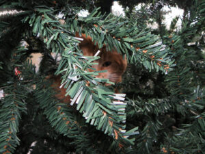 grove den voor paarden kat in kerstboom