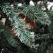 kat in kerstboom