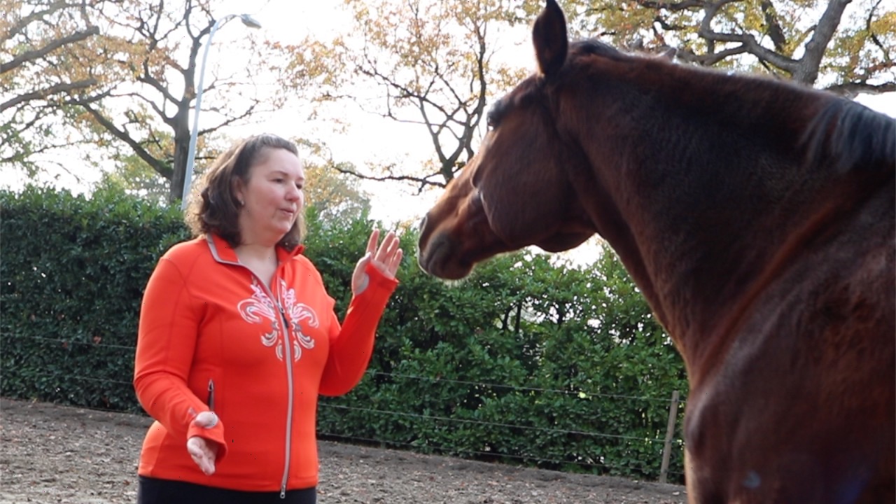 healing paard paardenkarakters lezen