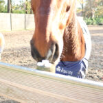 pepermunt voor paarden