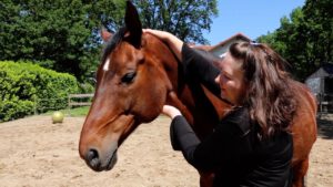 Keel paard Communiceren met paarden