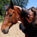 Keel paard
