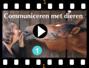 communiceren met dieren foto