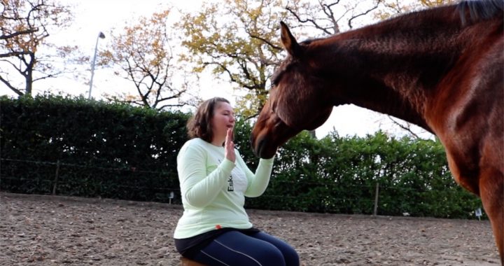 Wat is of doet een dierentolk