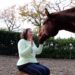 healing paard