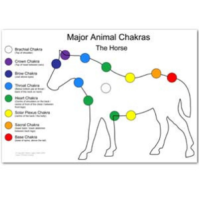 Leer de 8 chakra’s bij dieren balanceren | boek & online cursus