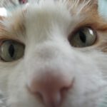 kattenogen kristallen voor dieren reading van een poes