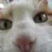 kattenogen