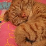 Slapende rode kater chakra reading