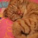 Slapende rode kater