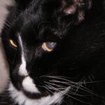 reading van een poes overleden dier