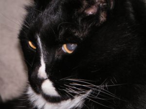 reading van een poes overleden dier