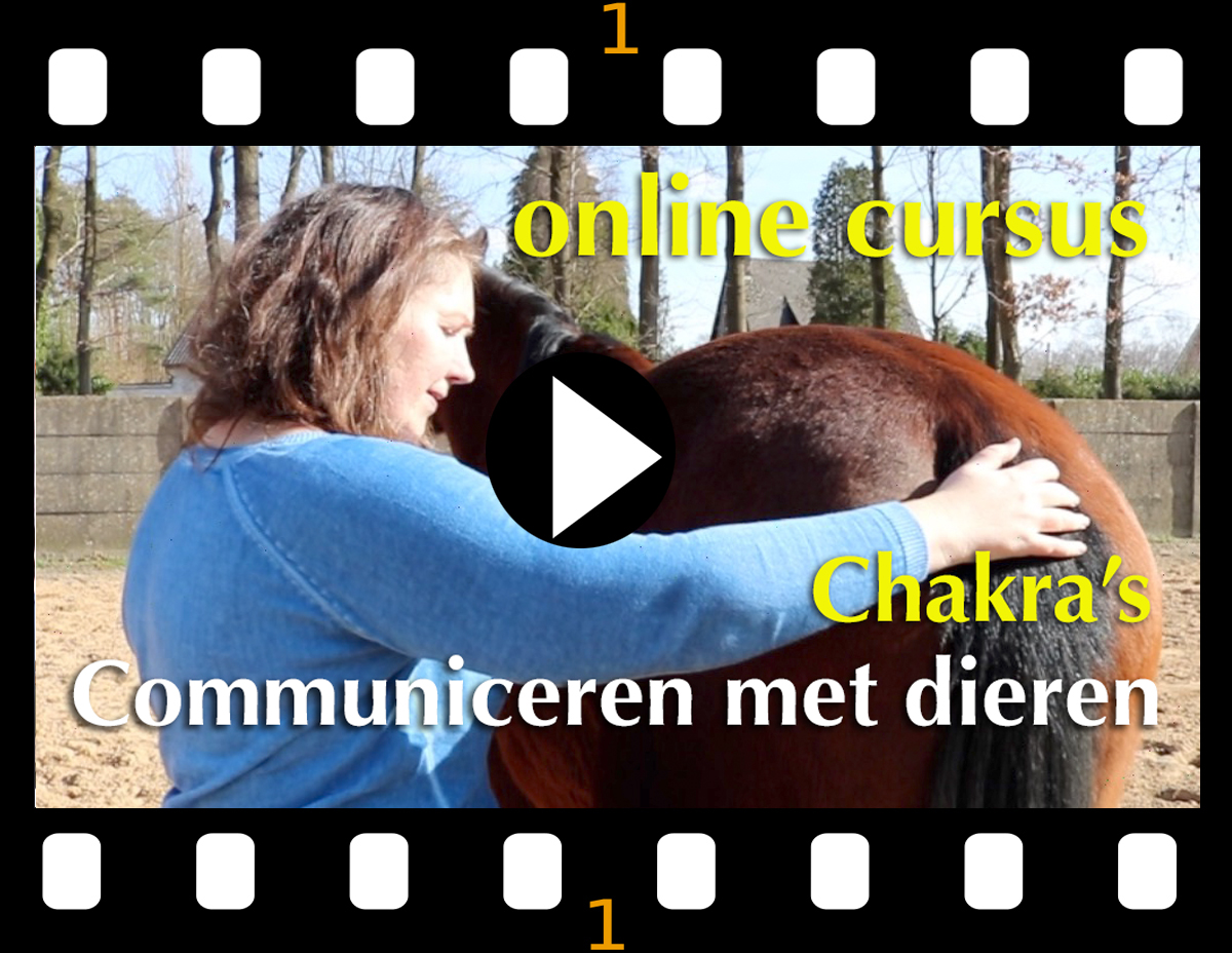 communiceren met dieren via chakra's Cursus chakra's bij dieren