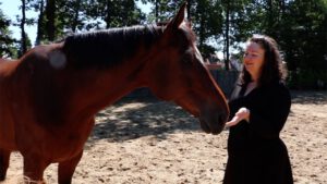 paard en aromatherapie
