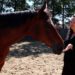 paard en aromatherapie